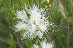 티트리오일 효능10