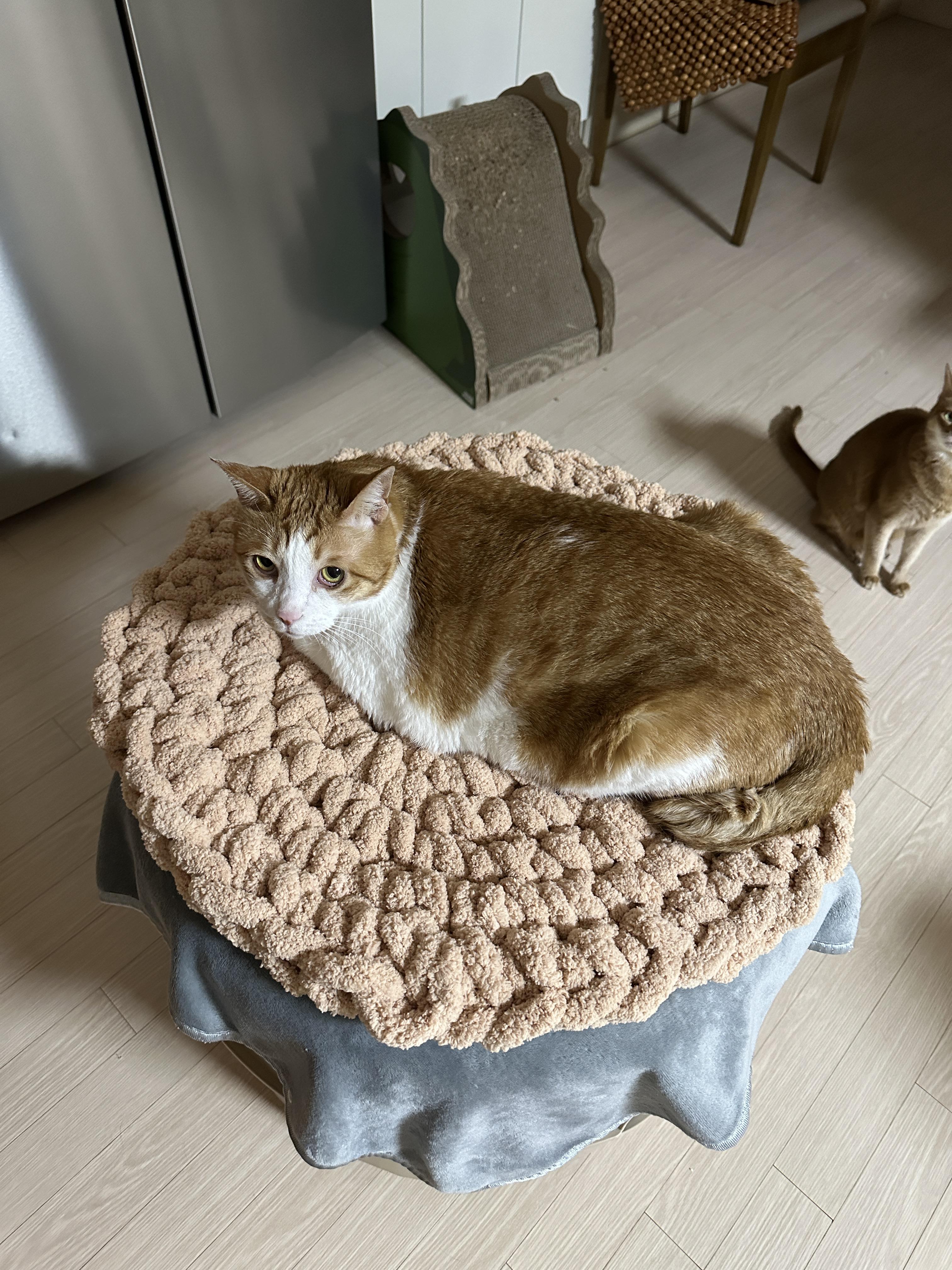 청키수면사_방석_위에_올라가있는_치즈냥이_막둥이