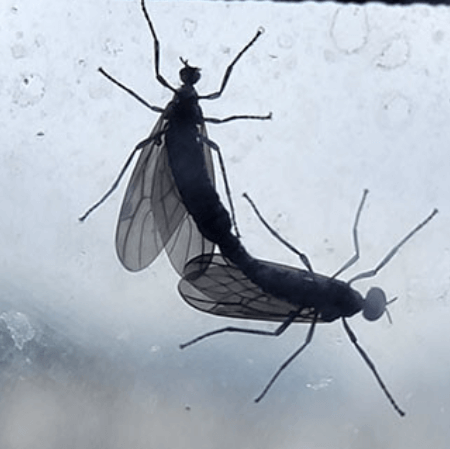 유리창에 붙은 러브버그 떼, 위생 우려를 부르는 실제 사진