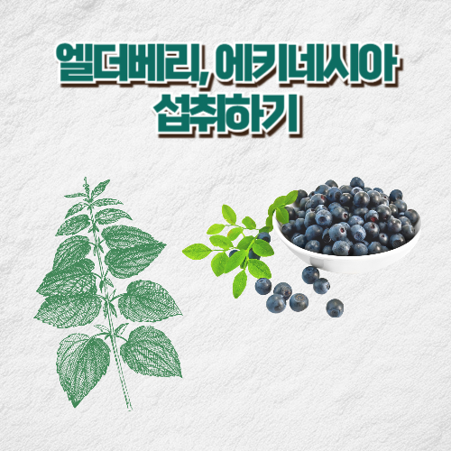 면역력 높이는 방법