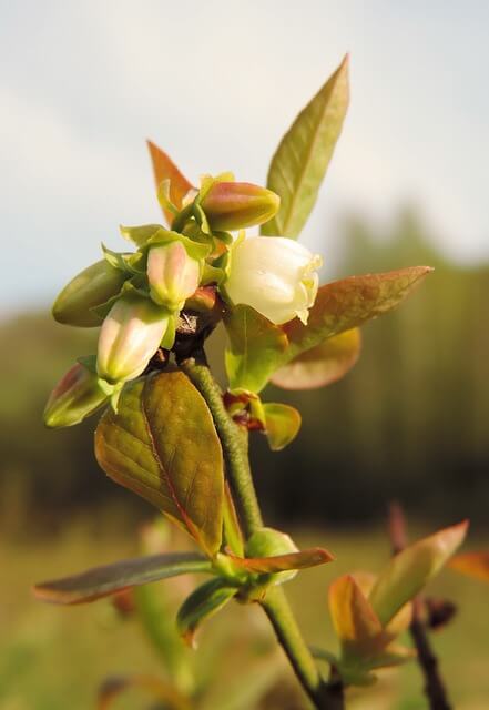 빌베리 효능, 부작용, 가격 총정리