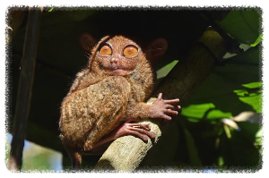 안경 원숭이 보호구역