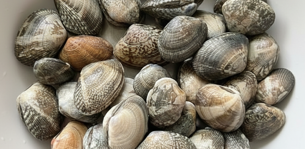 해감하기 전 바지락.