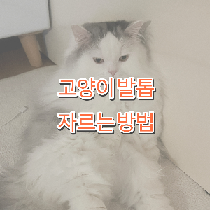 고양이 발톱 자르기