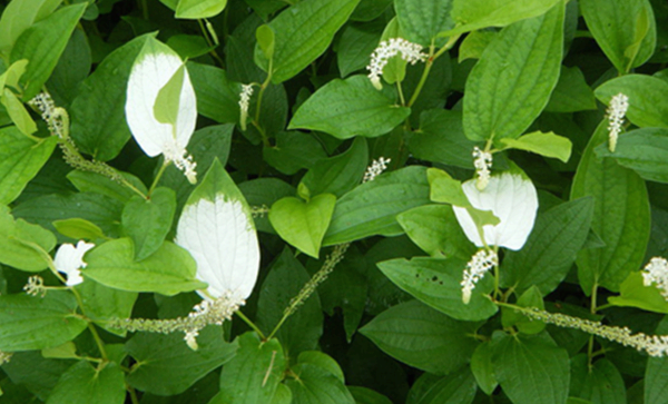 삼백초란 무엇인가?