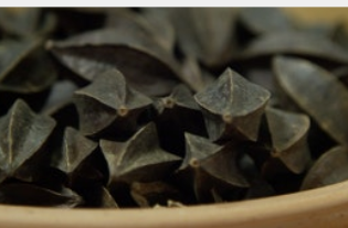 사군자열매-사진9