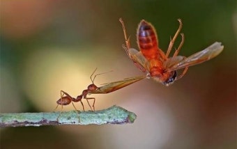 개미의 엄청난 근력