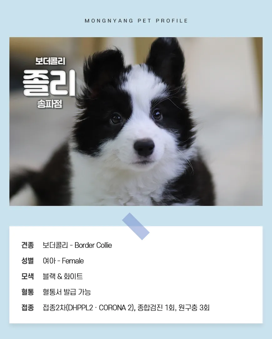보더콜리분양가 2024년 가격 정보와 분양 팁_1