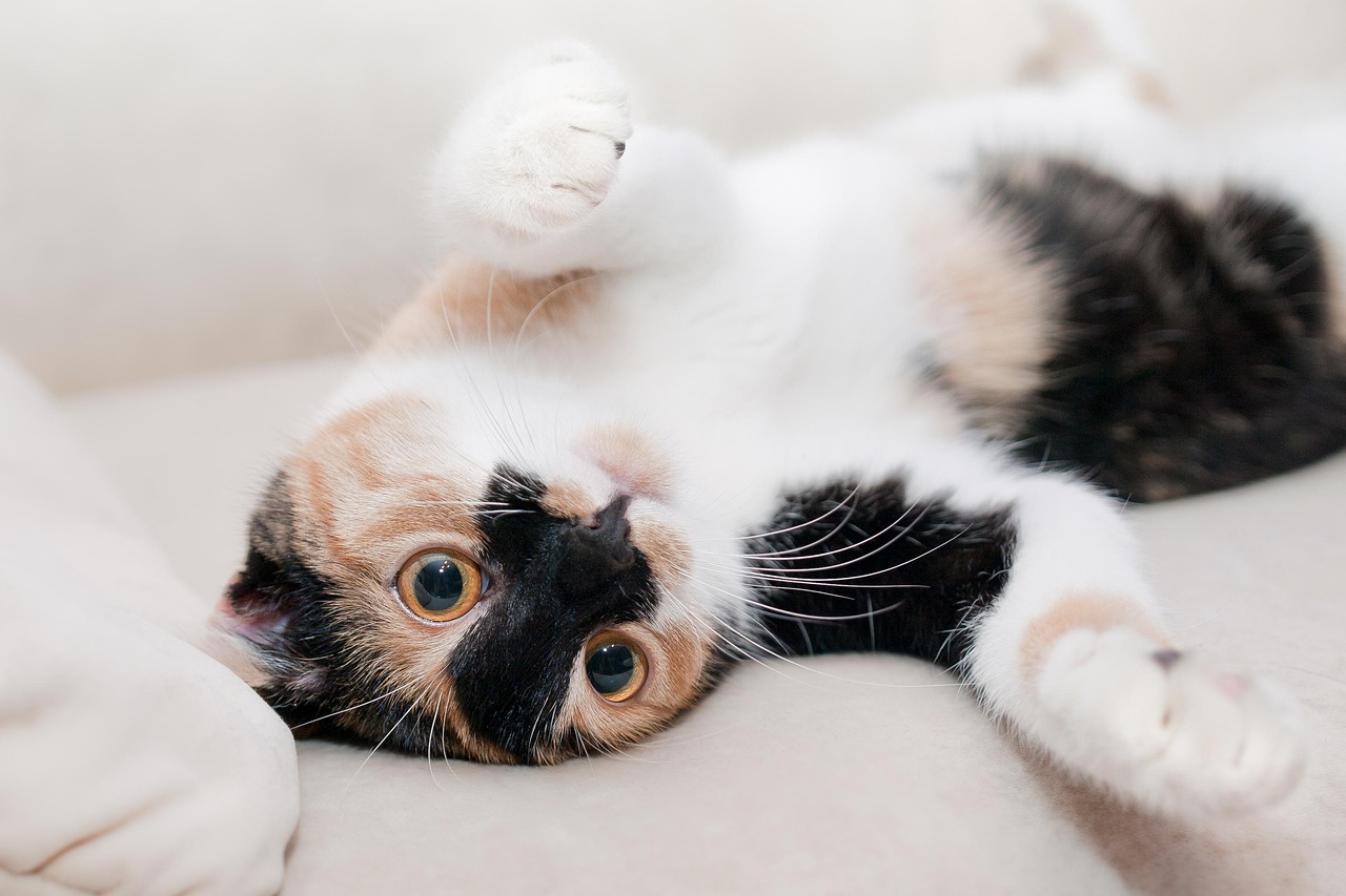고양이 사진