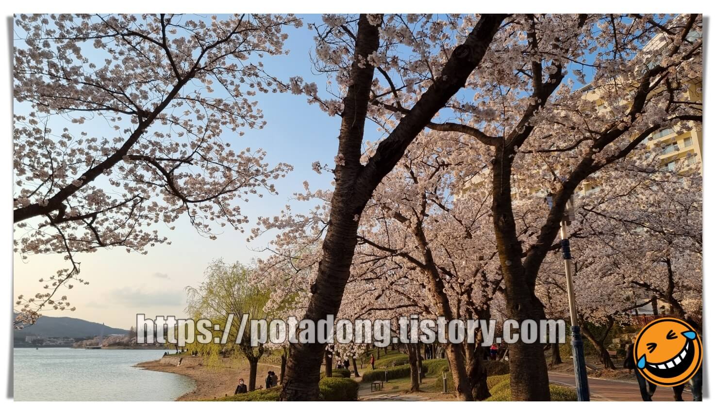 경주 보문호 벚꽃