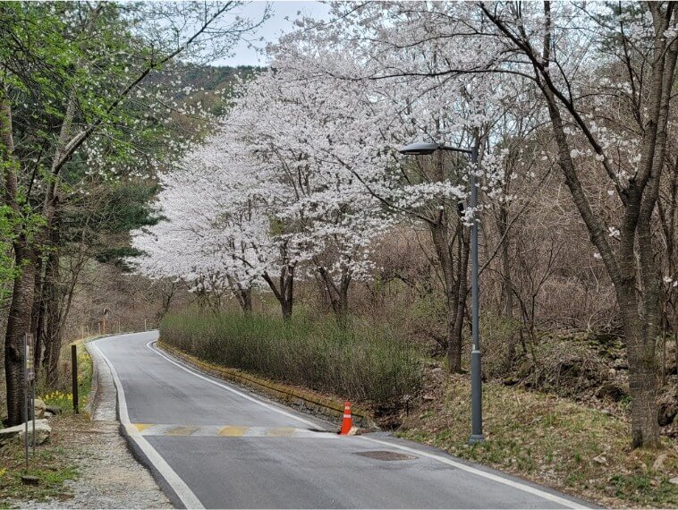 백운산자연휴양림 벗나무길