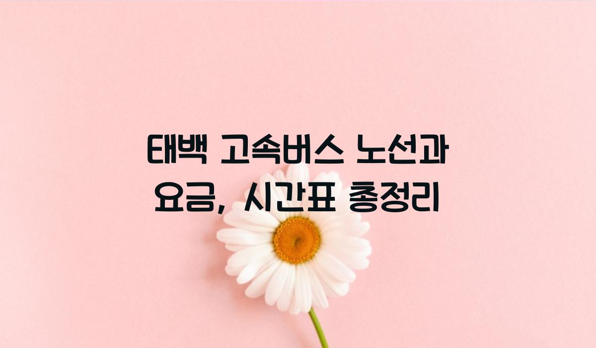 태백 고속버스 노선