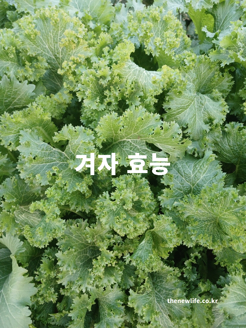 겨자잎 실물 사진 &ndash; 겨자 효능을 설명하는 데 사용되는 신선한 겨자잎 모습