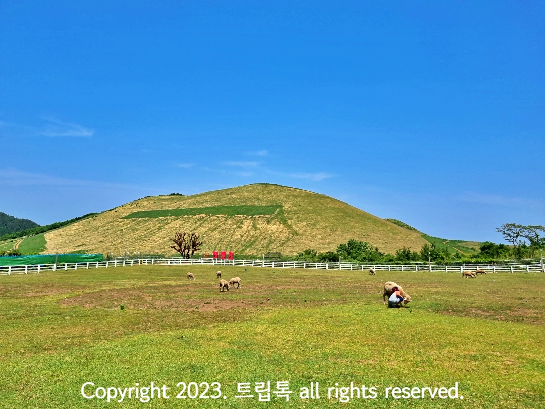 새별오름 아래 초원에 양들이 있다