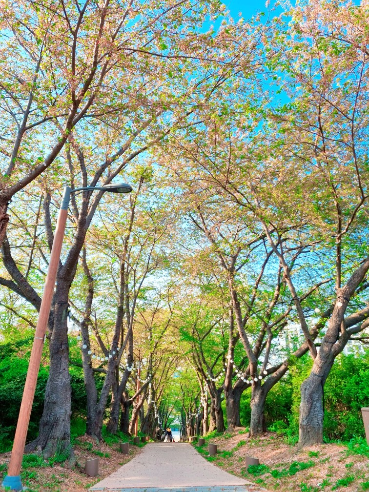 인천 영종도가볼만한 곳: 구읍뱃터 영종진 공원의 해안 산책로, 숲 산책로
