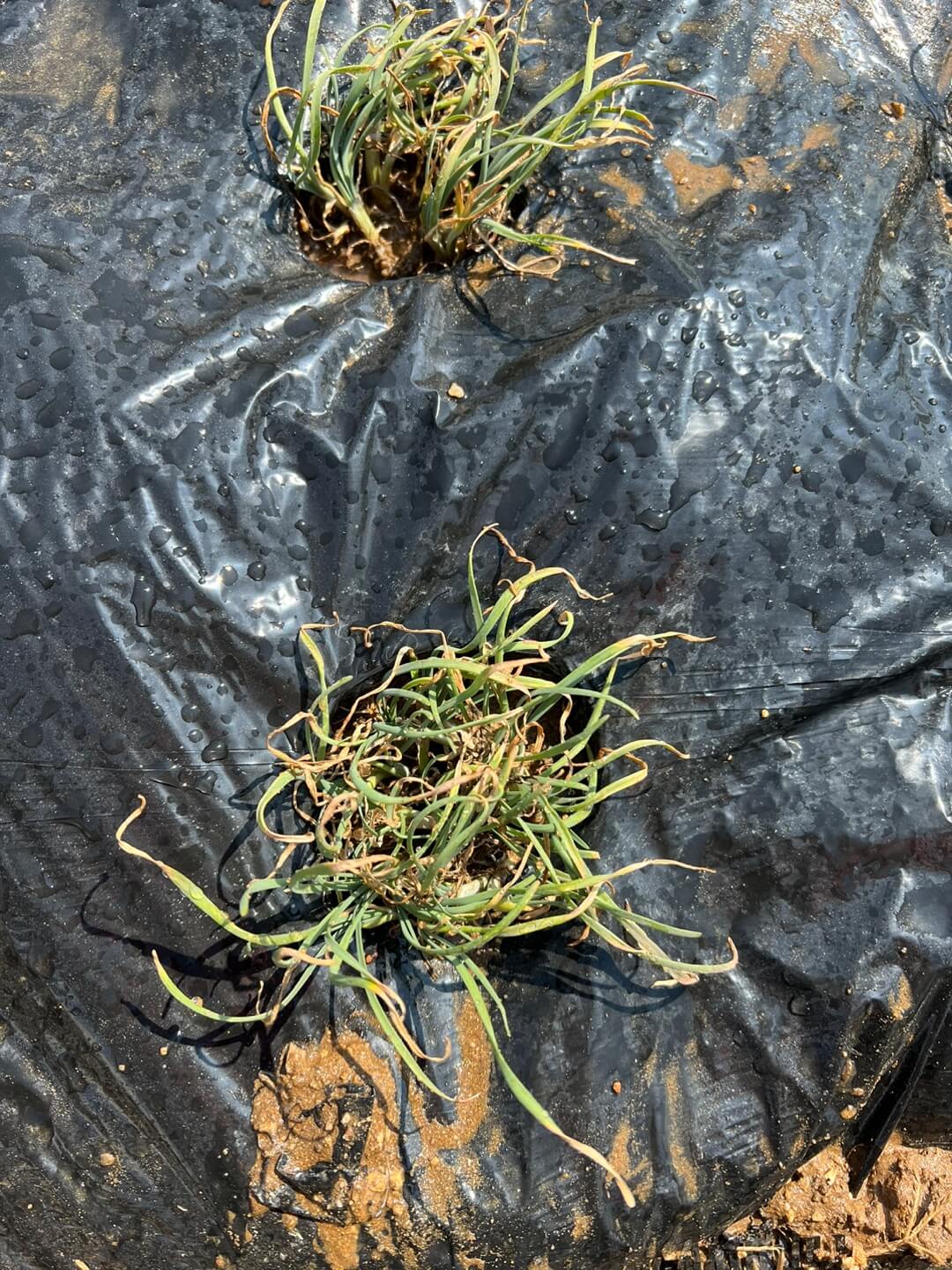 영양부추 파종 1주일 후