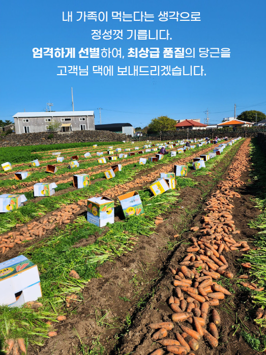 6시내고향 제주 구좌 당근 구매정보 도하네농장