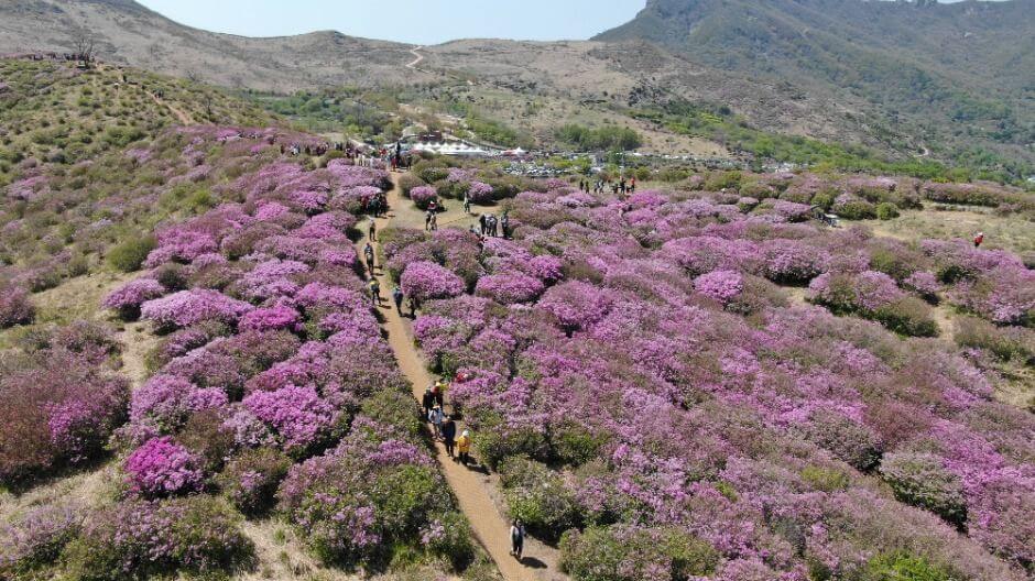 황매산 철쭉제 2026