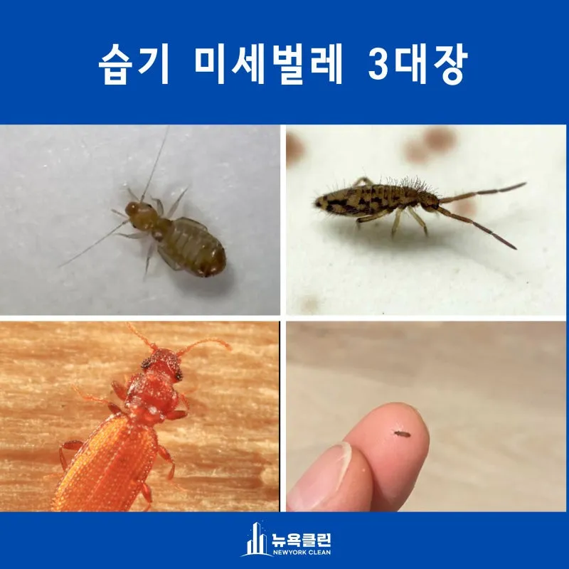 베란다 벌레 완벽 차단 방법과 여름철 실내 해충 예방 꿀팁_2