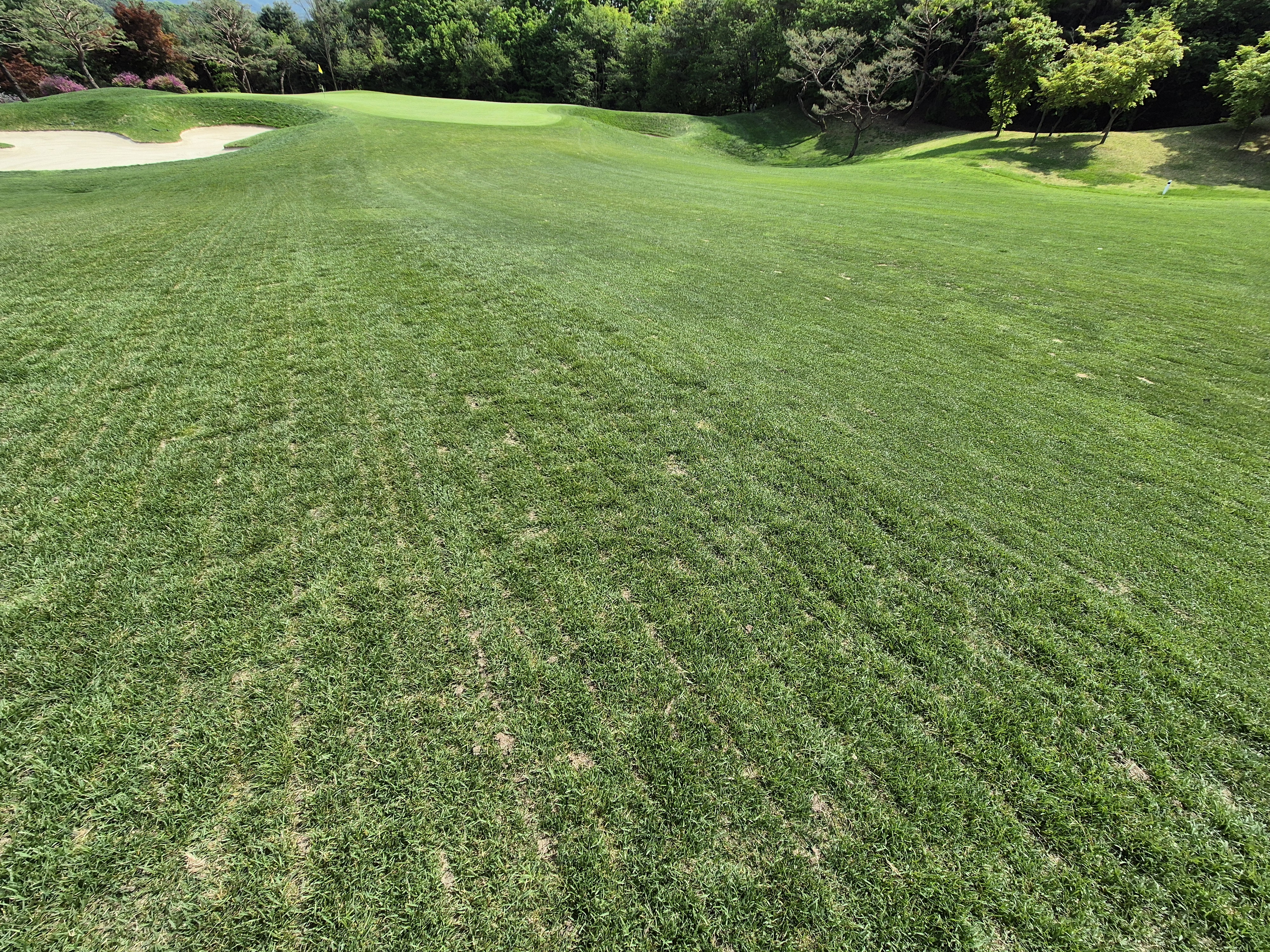 베어크리크cc 크리크코스