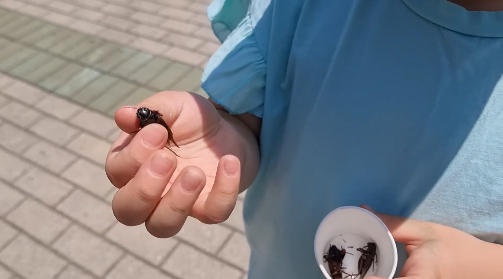 귀뚜라미 식용곤충