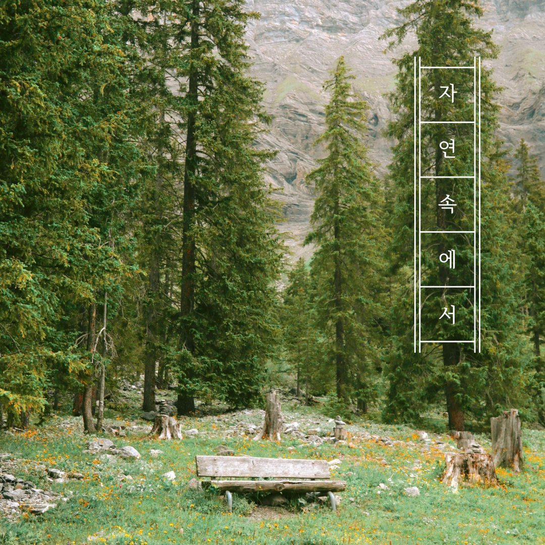 나무가 우거진 숲속 사진