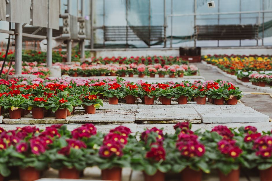 Rows of various species of Primula vulgaris flowers with bright flowers growing in hothouse