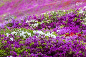 2024 군포철쭉축제 기본일정 및 프로그램 소개(백지영 김종국 출연)