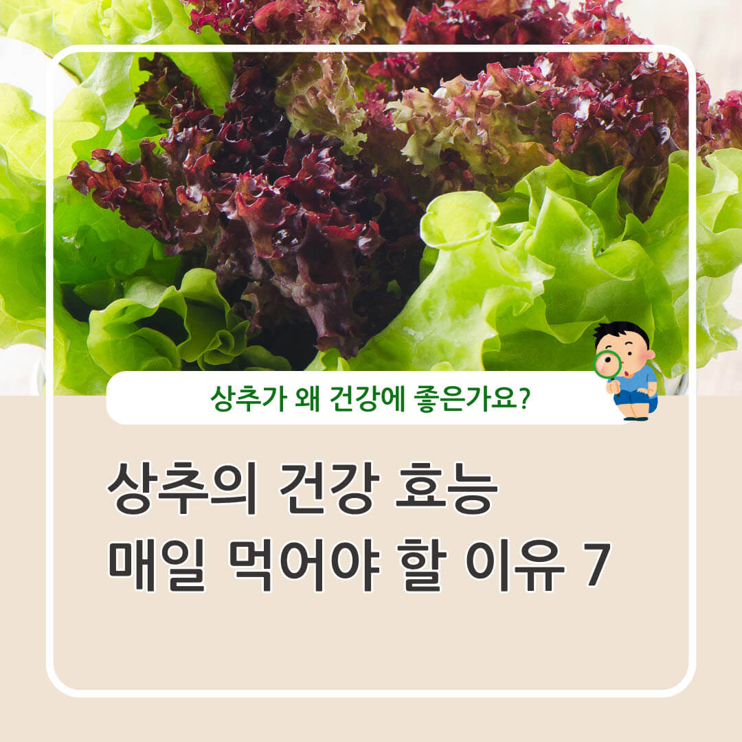 상추 효능 매일 먹어야 할 이유