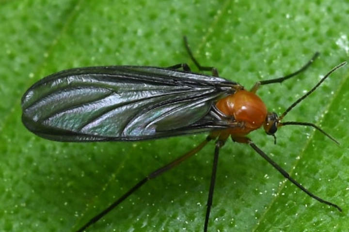 러브버그-퇴치-방법-관련-사진