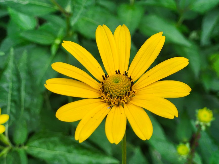 Close-up of a vibrant yellow daisy in full bloom, set against lush green foliage.