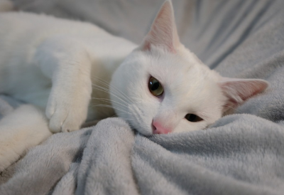 이불을 물고 있는 고양이