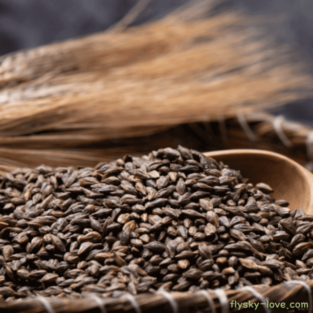 검정보리, 블랙보리