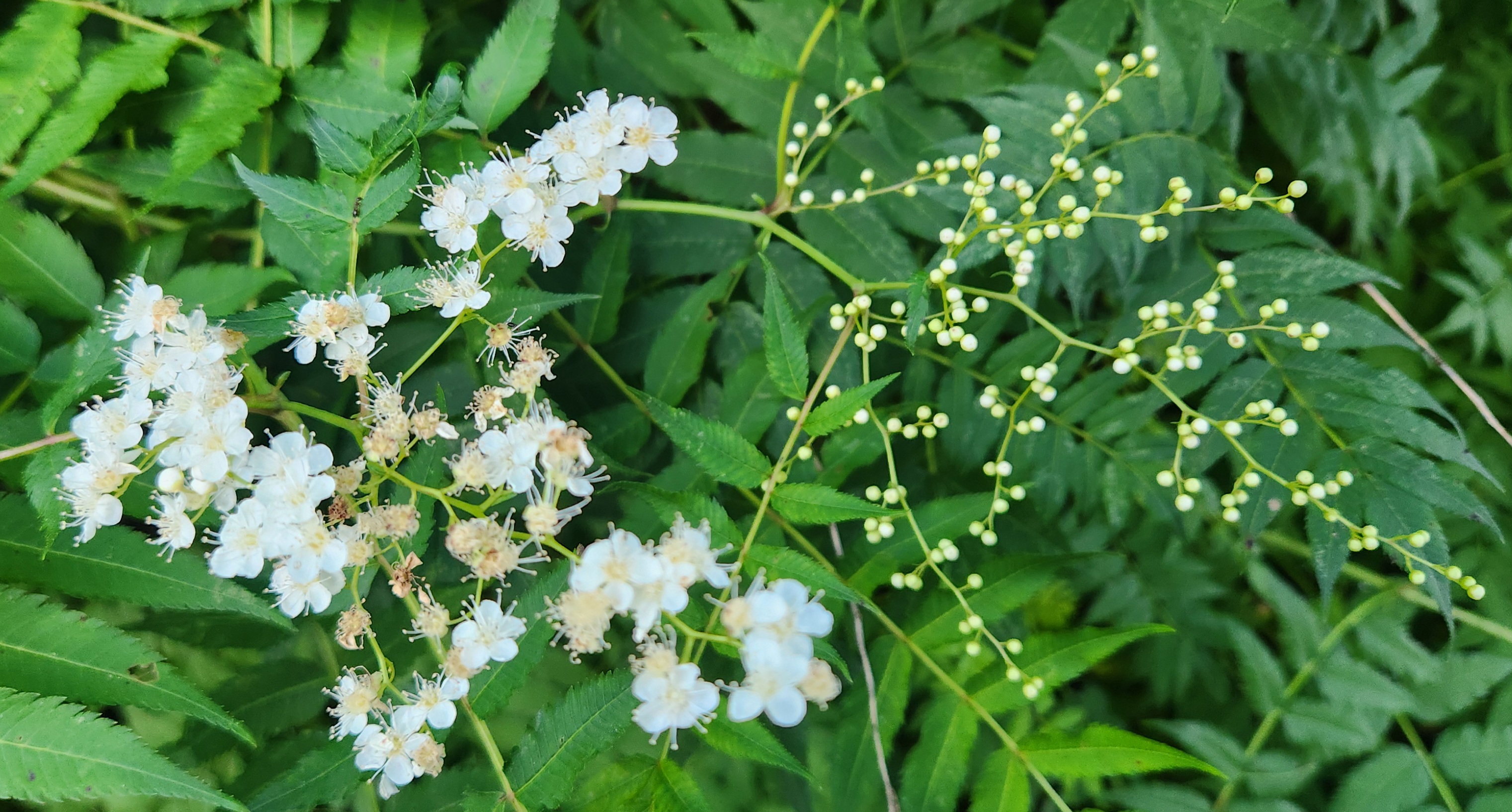직접 촬영한 누리장나무꽃