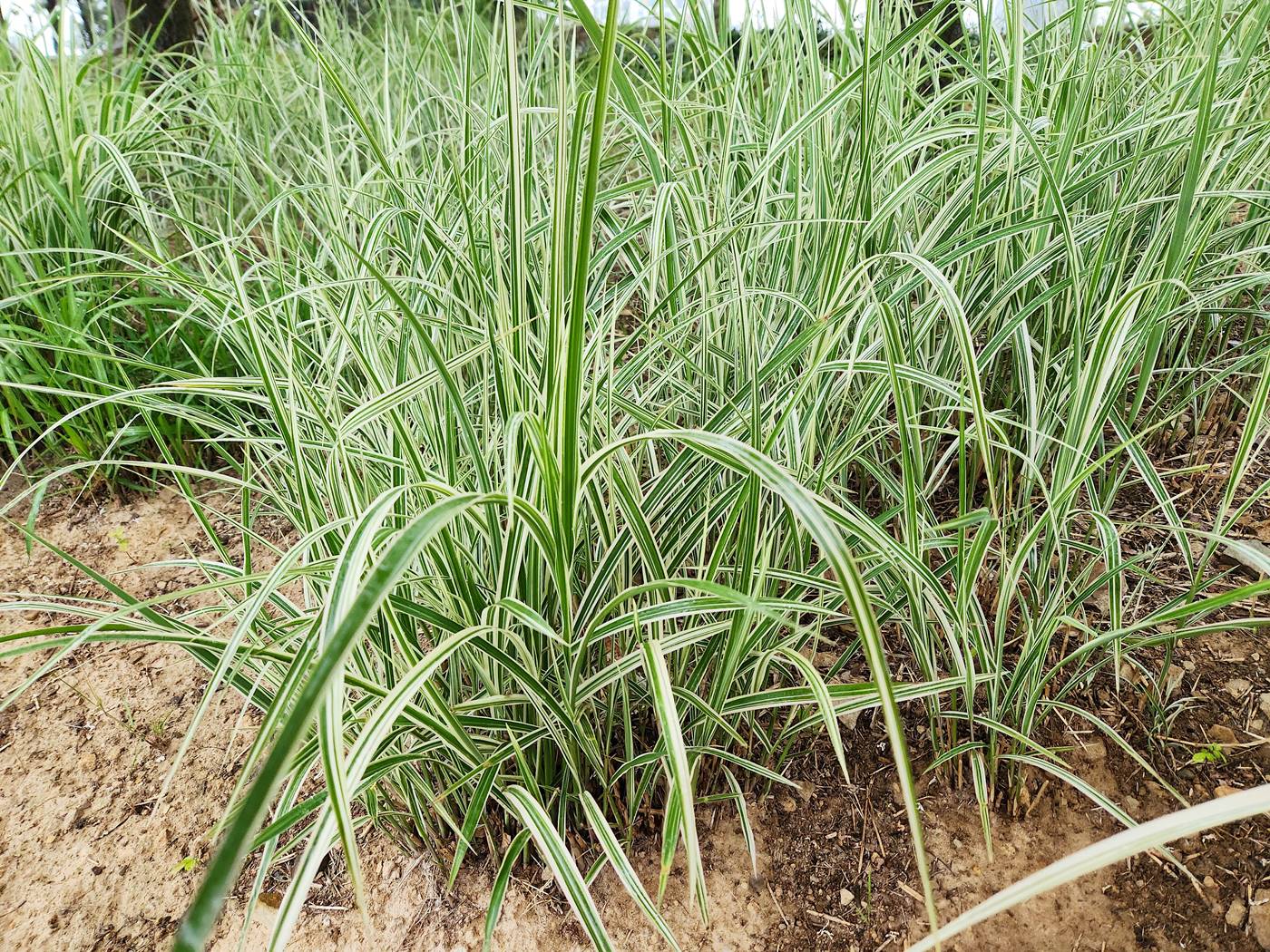 흰줄무늬억새 (참억새 바리에가투스)