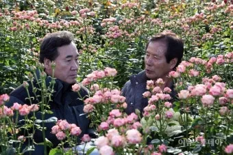 장미 재배 전정 시기 병해 예방 풍성한 개화_21