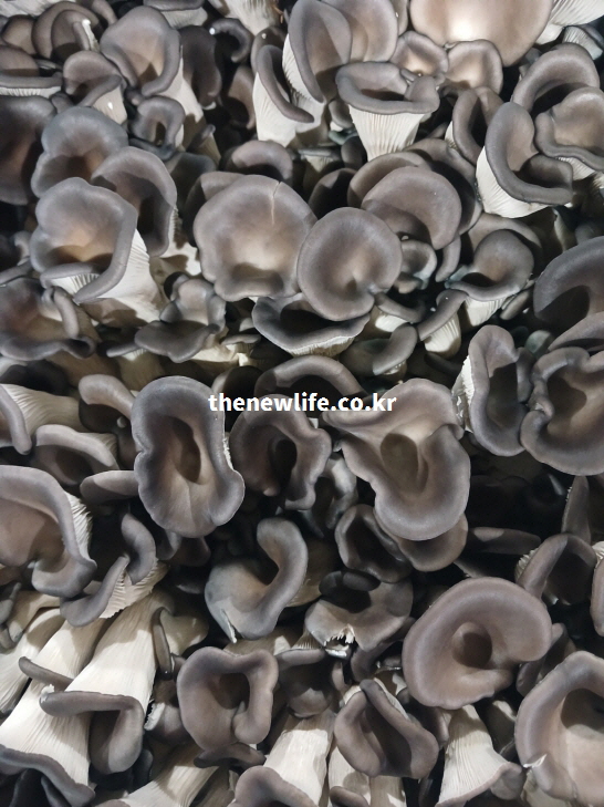 대중적으로 가장 많이 소비되며 신선도가 뛰어난 고품질 느타리버섯들이 가득 담긴 모습