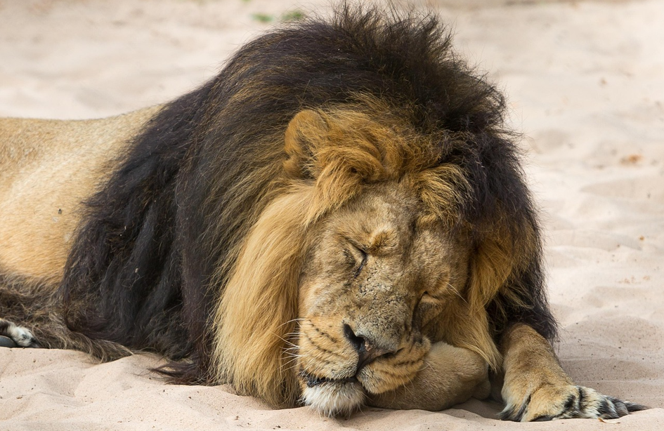 체스터 동물원 관련 사진