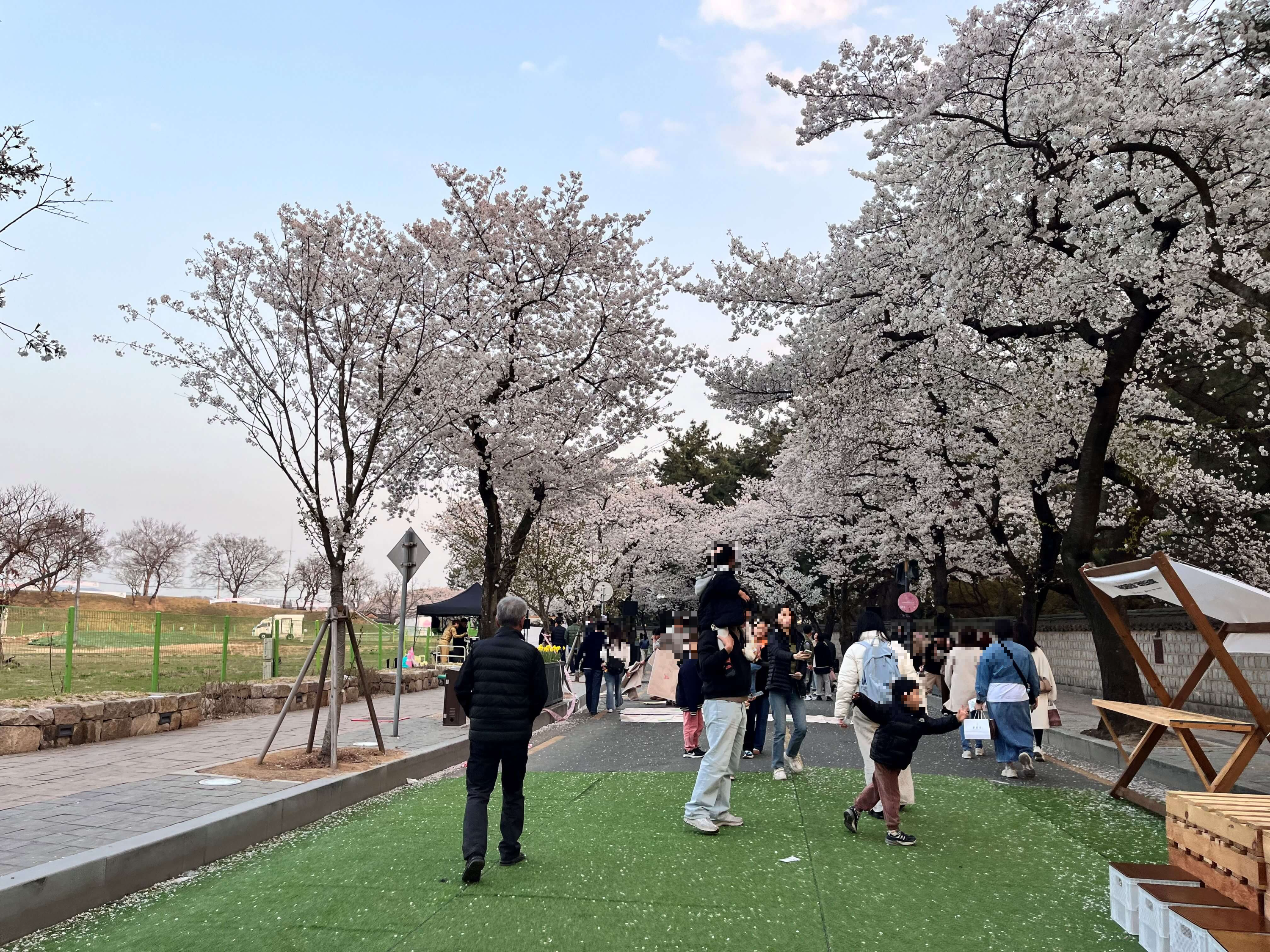 대릉원 돌담길에서 벚꽃구경