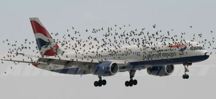 버드 스트라이크의 원인