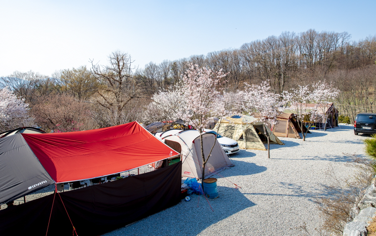 벚꽃 캠핑장