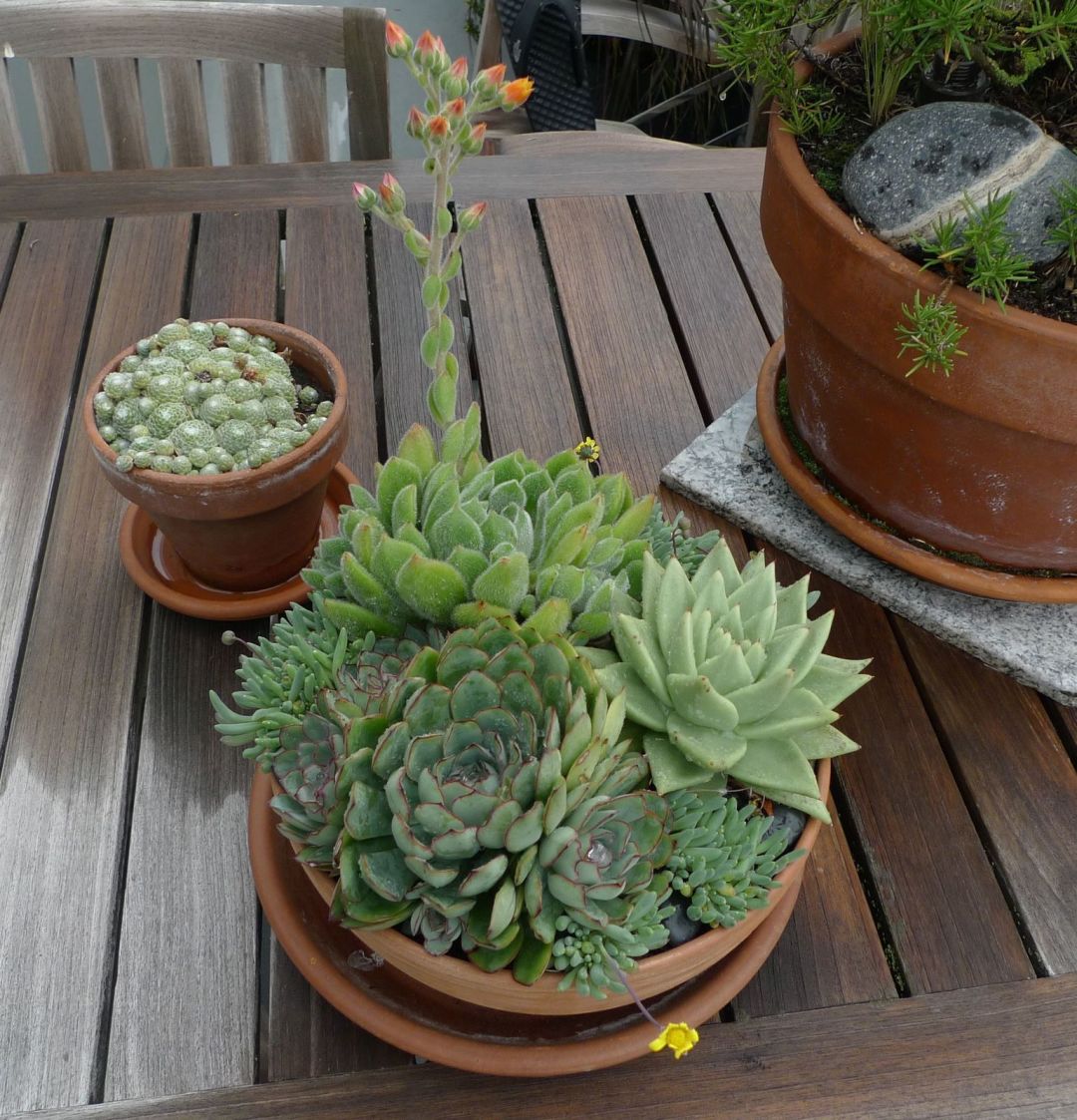 수분이 많은 탁상용 다육식물 키우기 아이디어