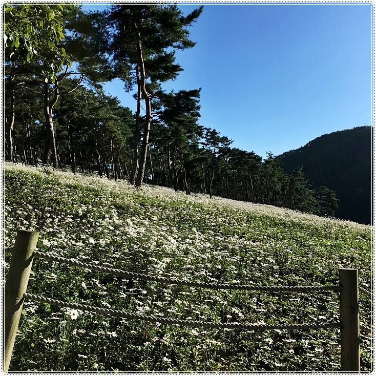 정읍구절초축제