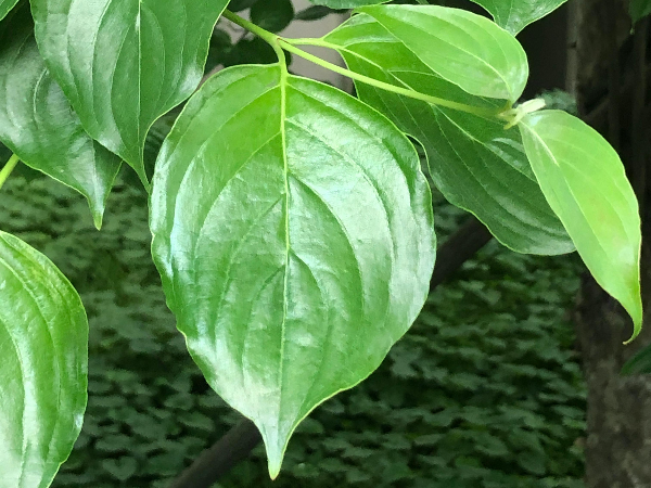 산딸나무 잎