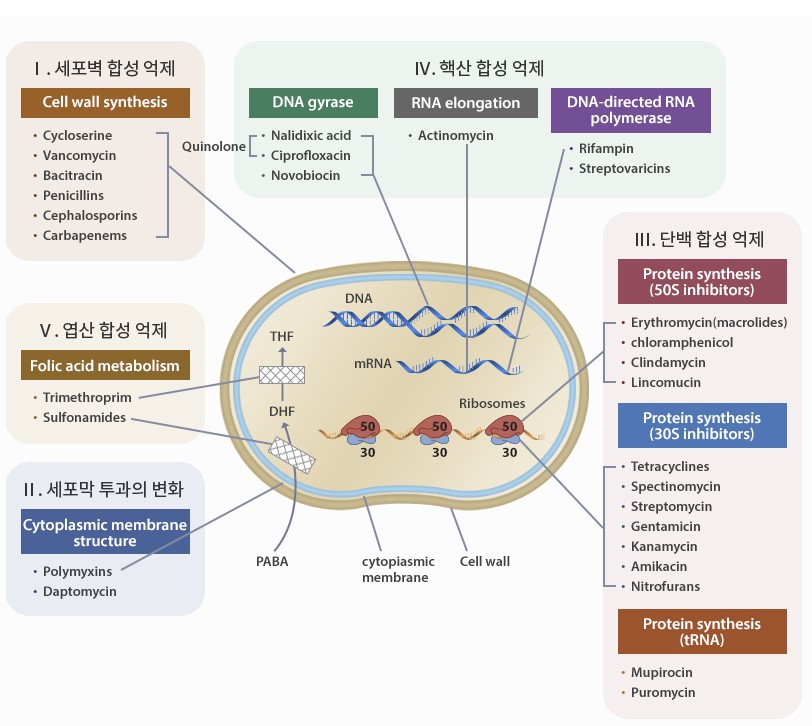 항생제 작용기전 5가지