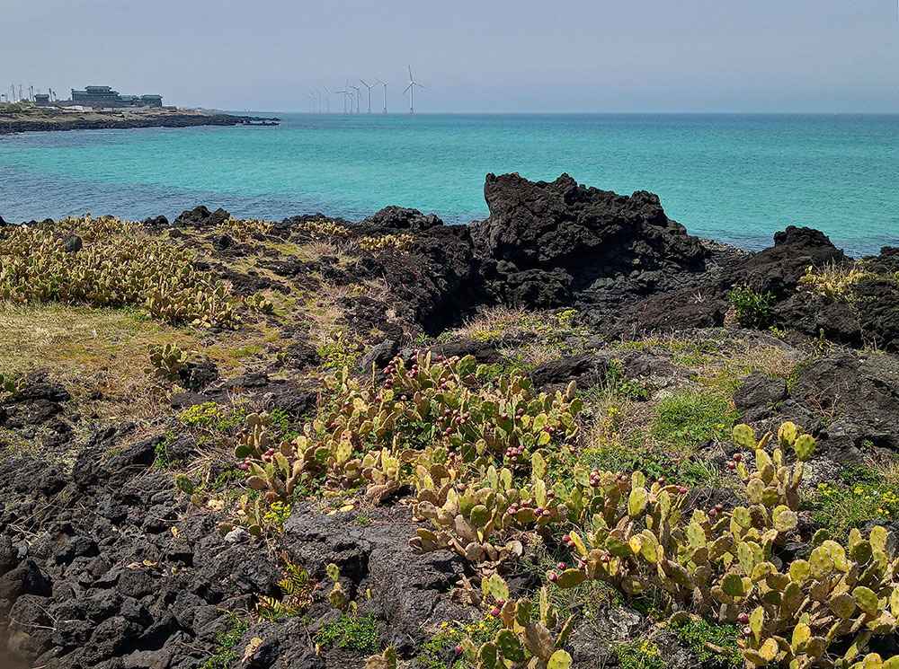 올레길 14코스: 월령선인장자생지