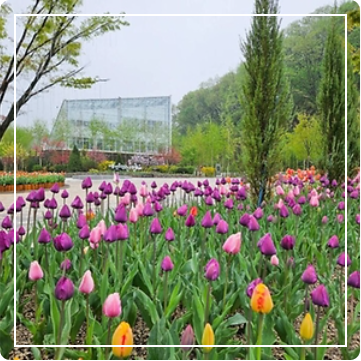 용인 자작나무숲 봄꽃축제 이미지 출처: 용인 자작나무숲