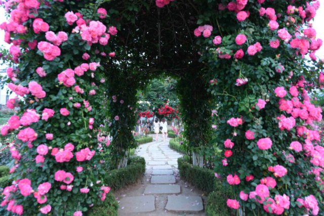 2025 곡성 세계장미축제