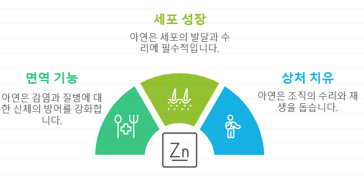 아연 역할
