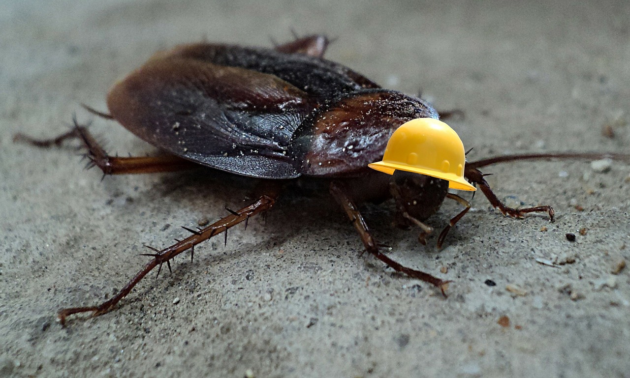 바퀴벌레 벌레 곤충